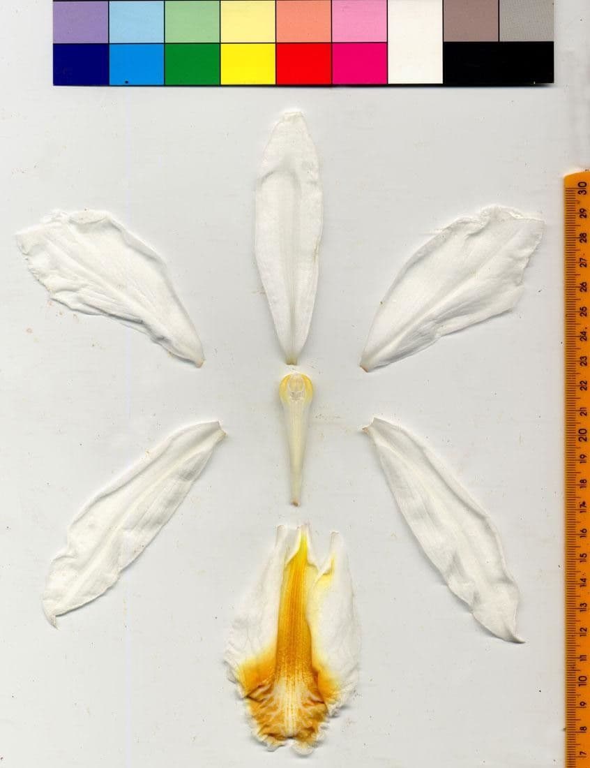 Sobralia 17