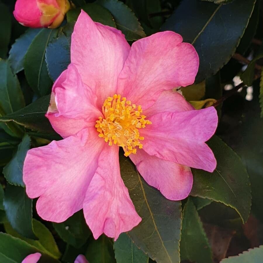 Camelia sasanqua 9