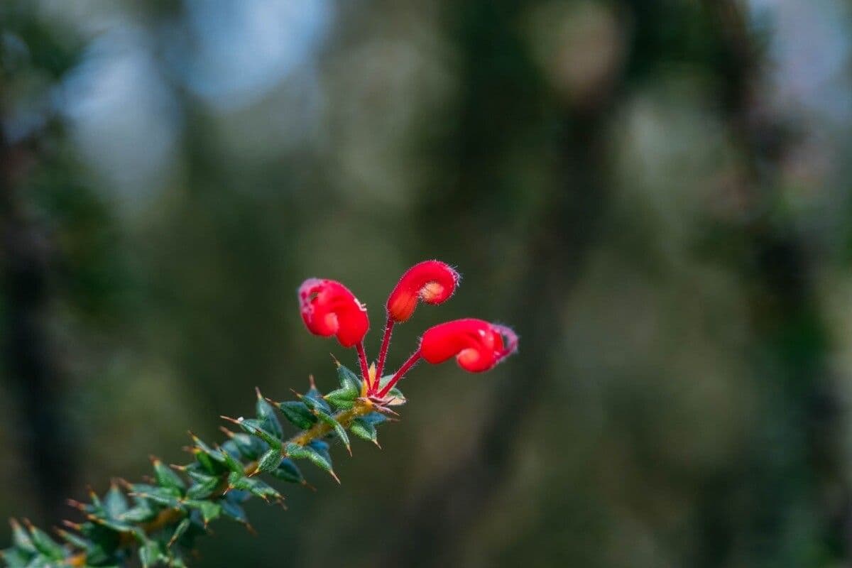 Grevillea 2