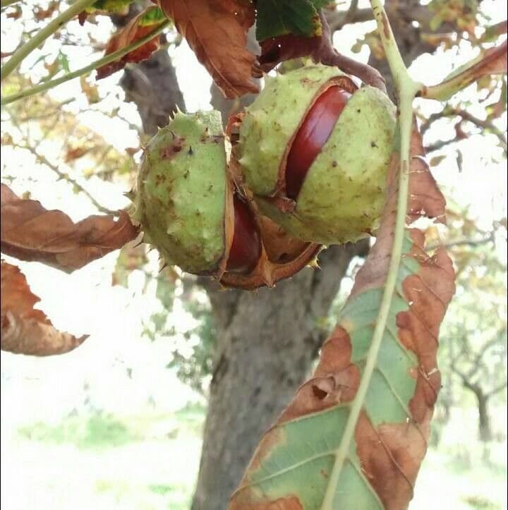 Ippocastano 2