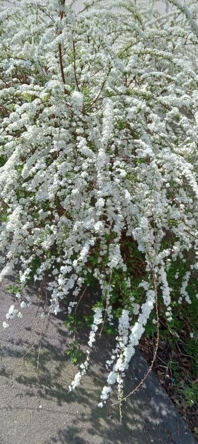 Spirea giapponese 11
