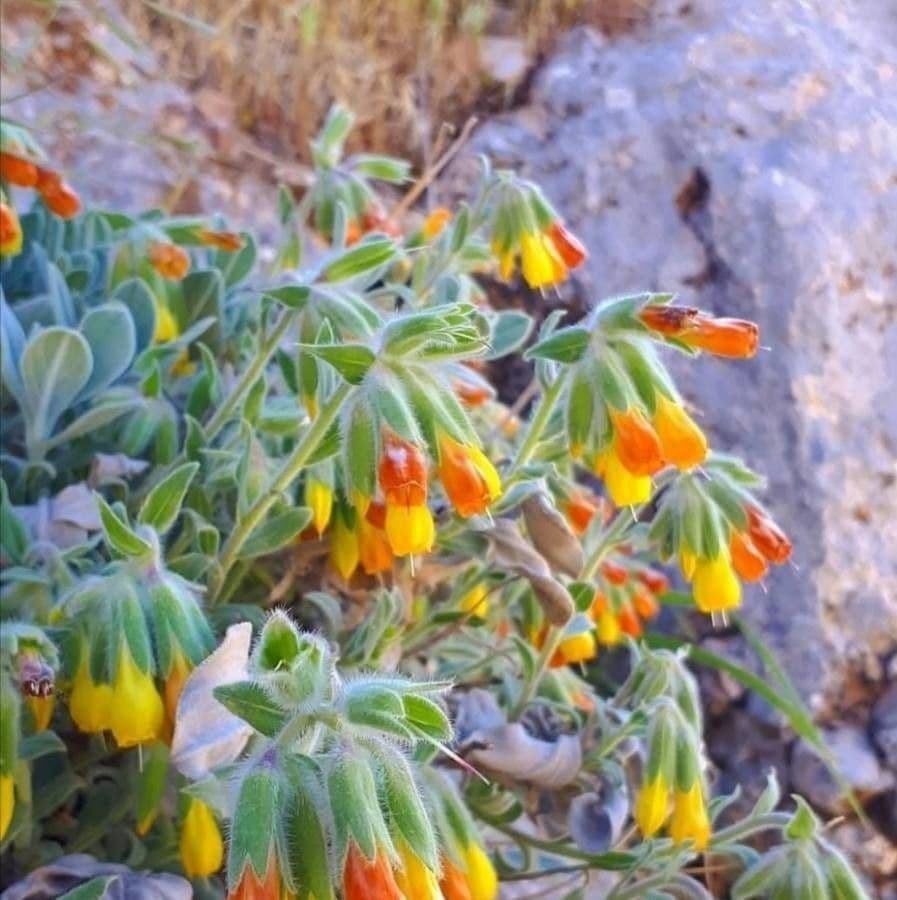 Goccia d'oro rocciosa 10