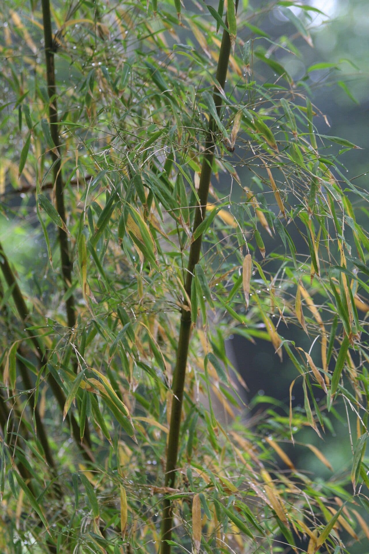 Bambù di Hooker dell'Himalaya 6