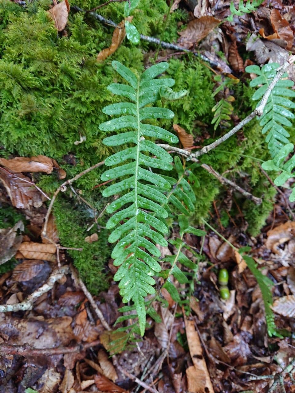 Polypodium virginianum 2