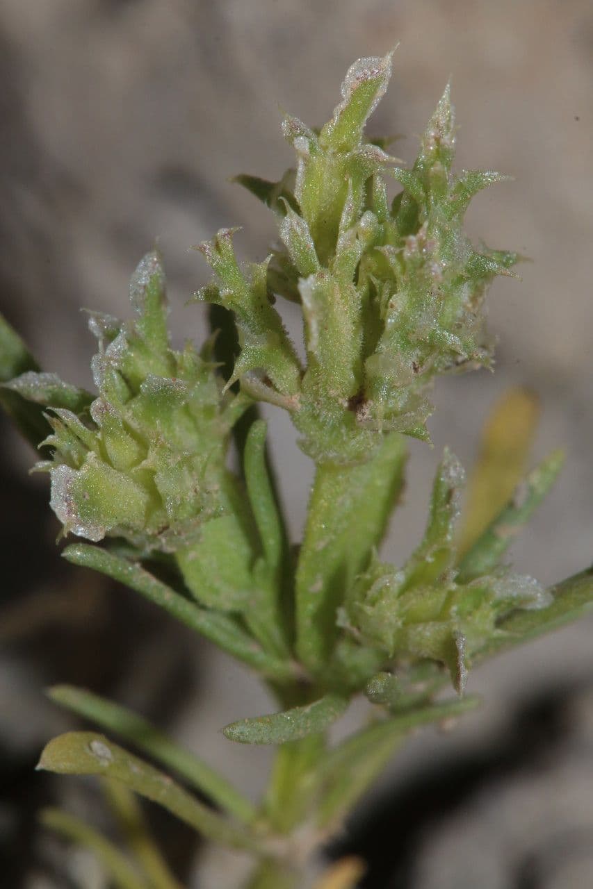Pteranthus 10