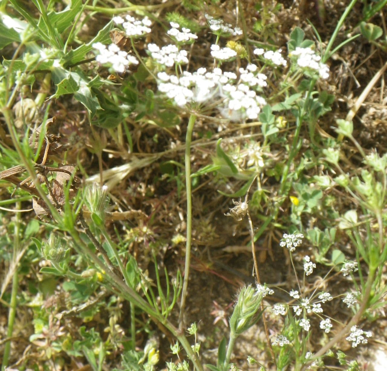 Ammoides pusilla 10