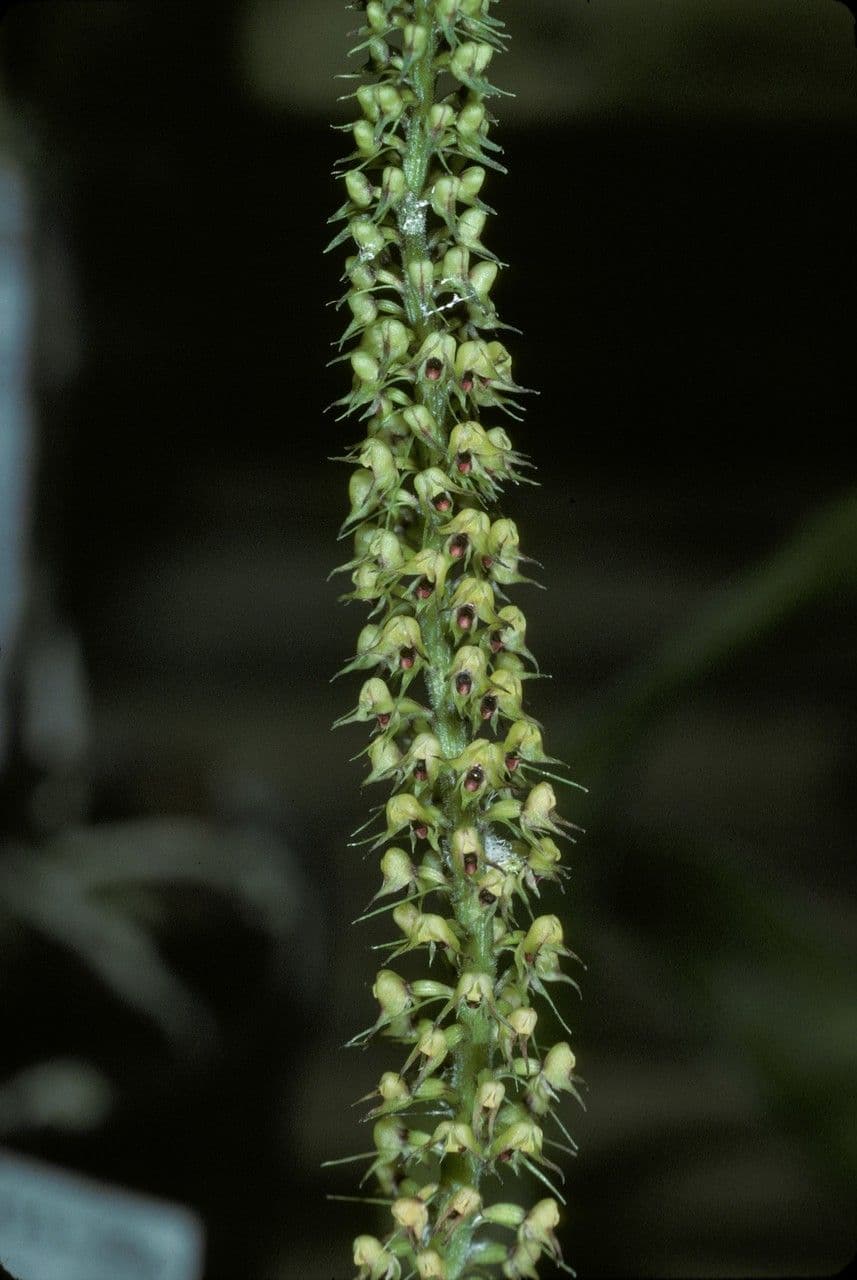 Polystachya 2