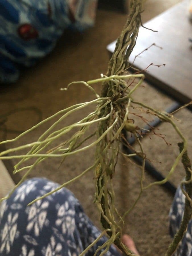 Dendrophylax 6