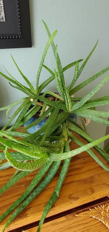 Echte Aloe 13
