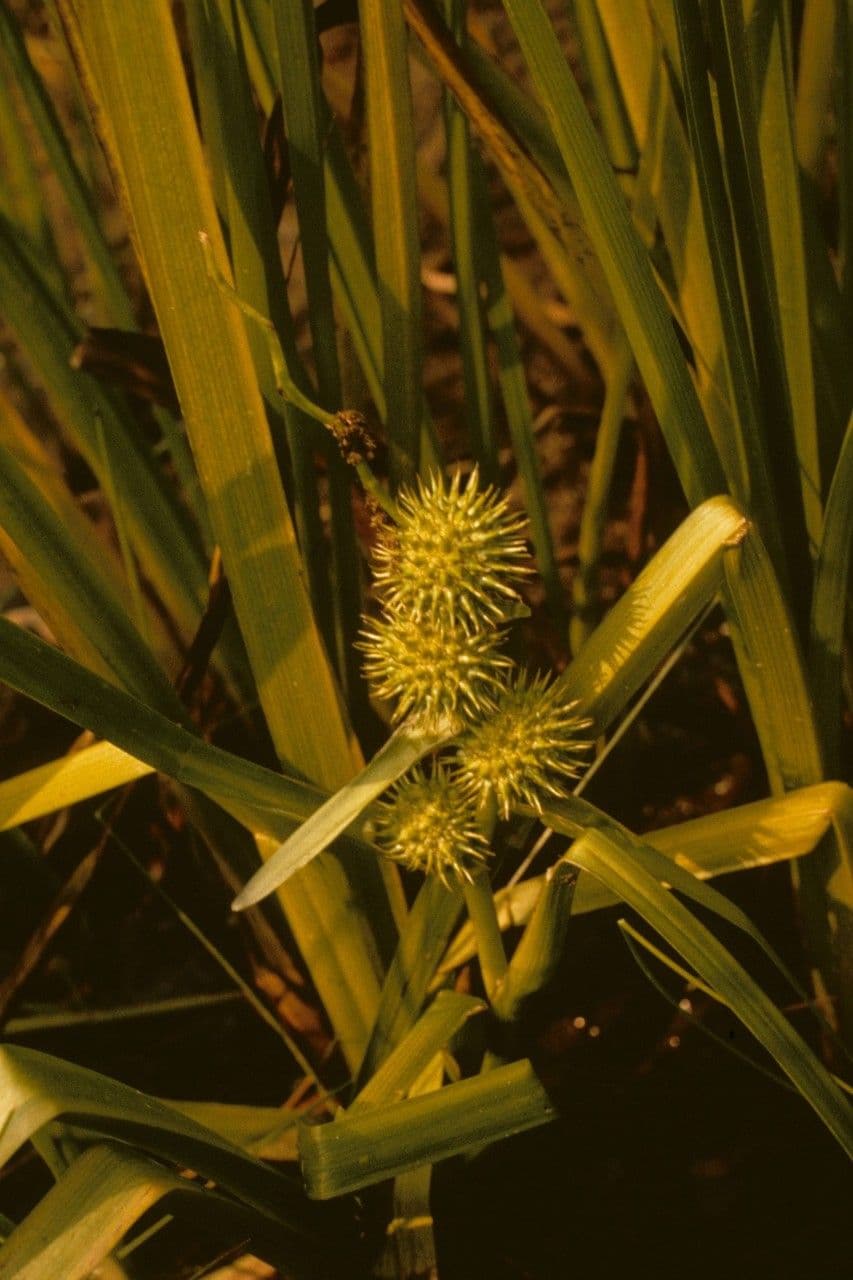 Sparganio androclado