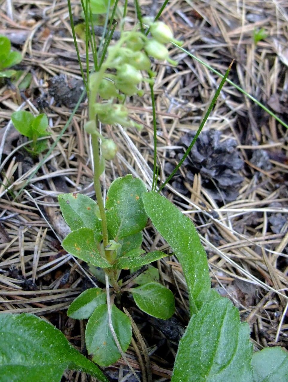 Serrated-wintergreen 15