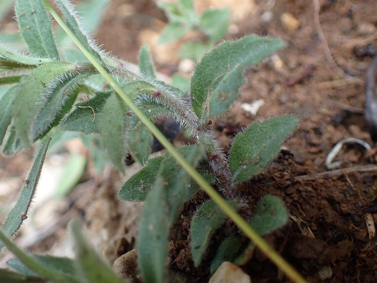 Campanula di Scheuchzer 23