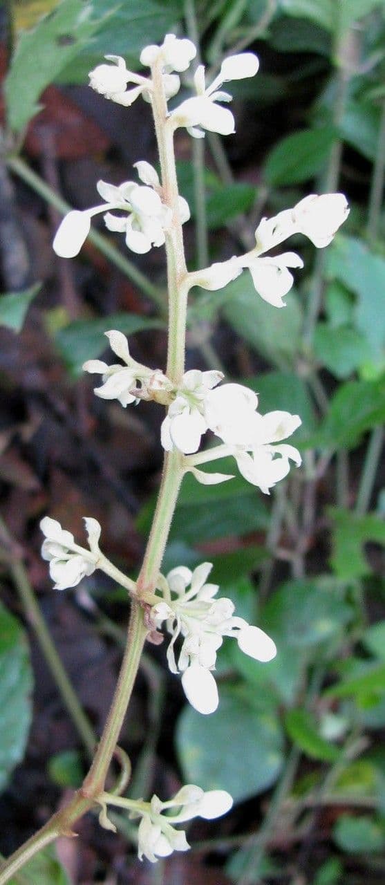 Serjania rhombea 2