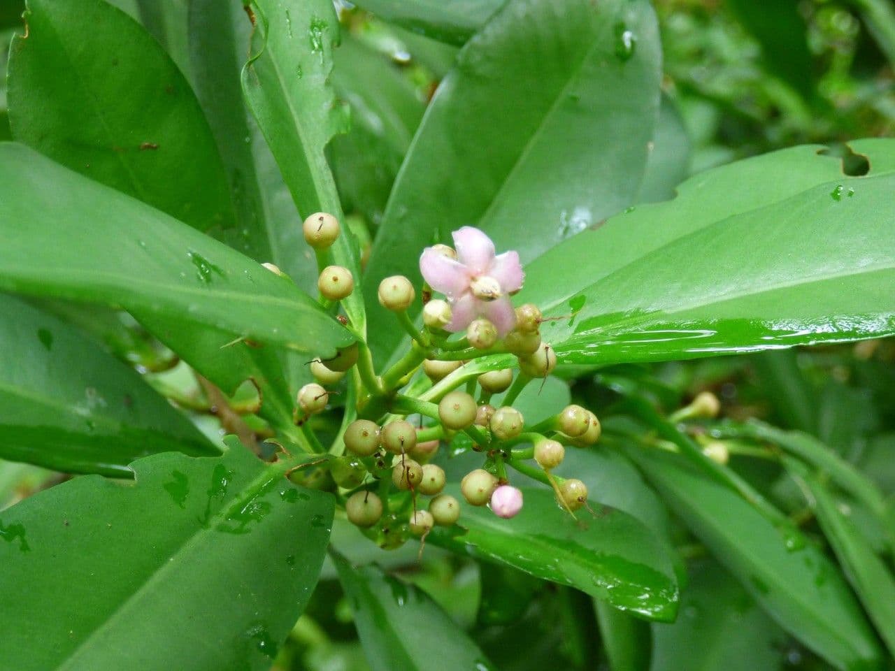 Ardisia eliptická 10