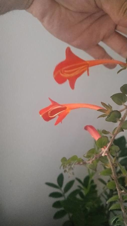 Columnea 2