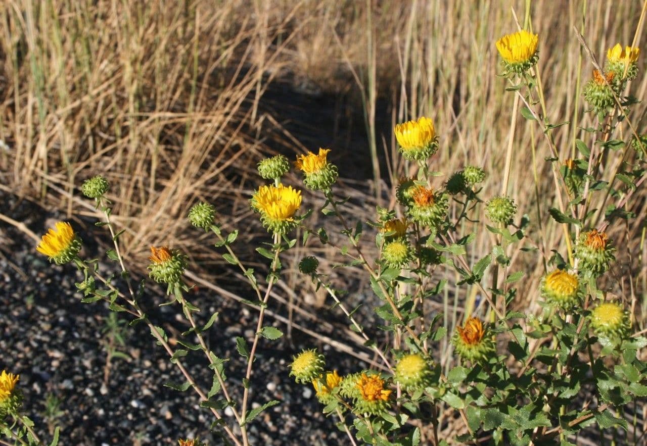 Grindelia 8