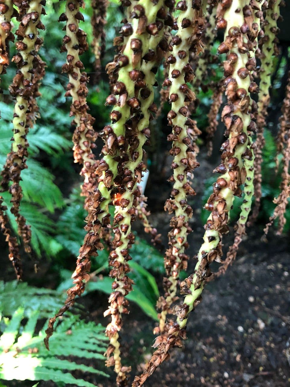 Palma Nikau 5