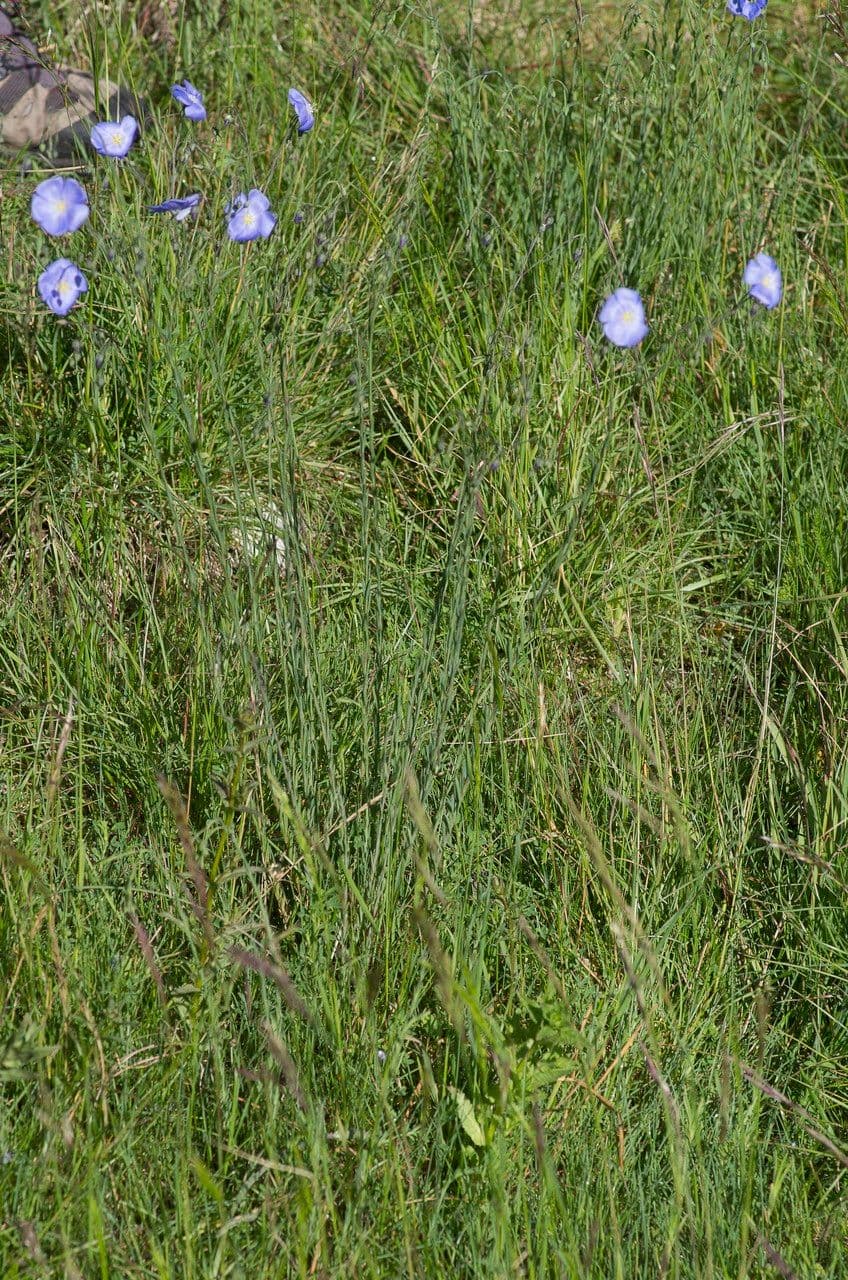 Linum leonii 14