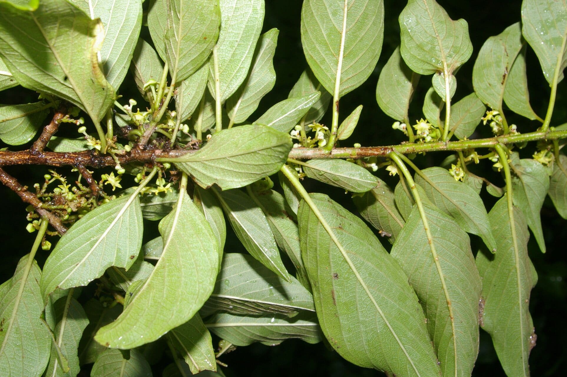 Zahnbrustbaum 6