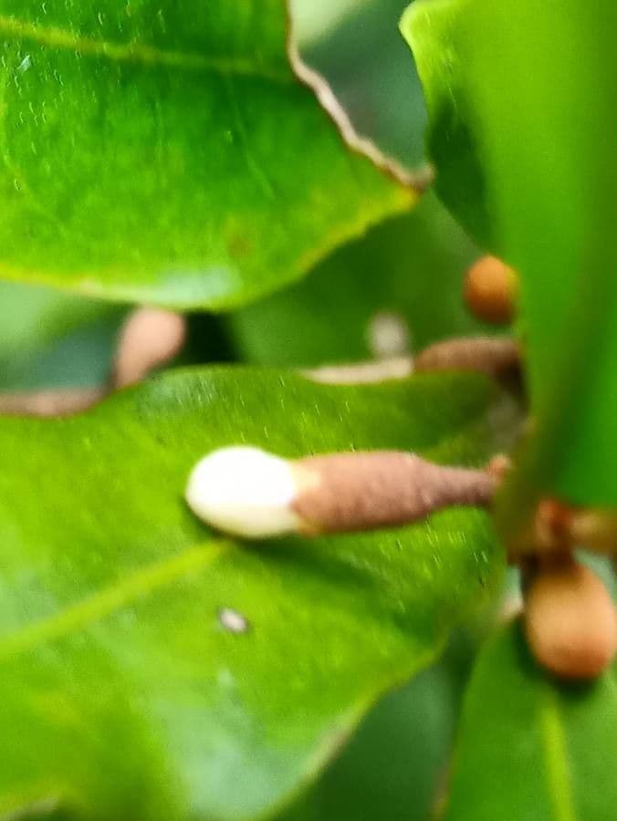 Synsepalum 8