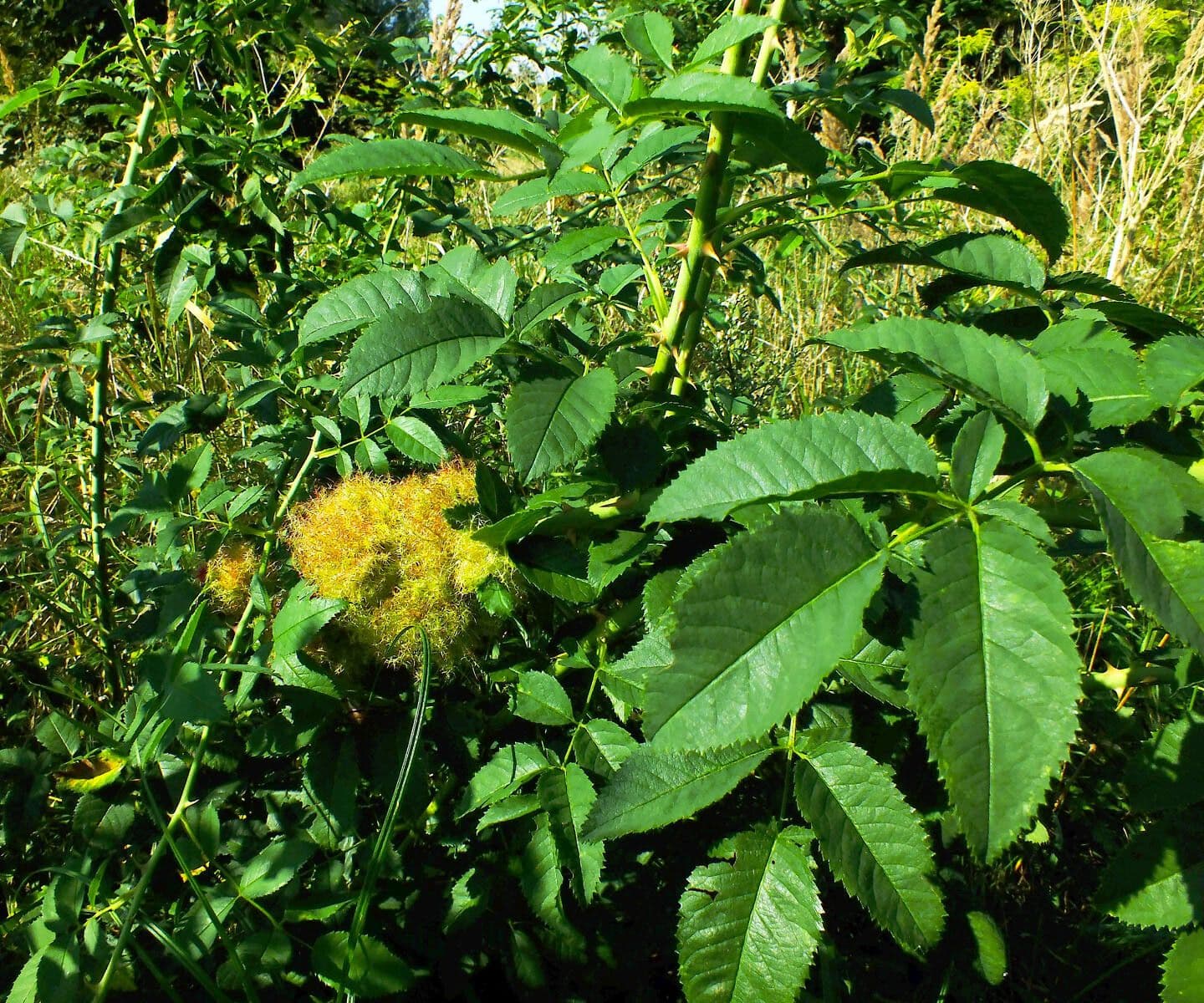 Rosa rugosa 11