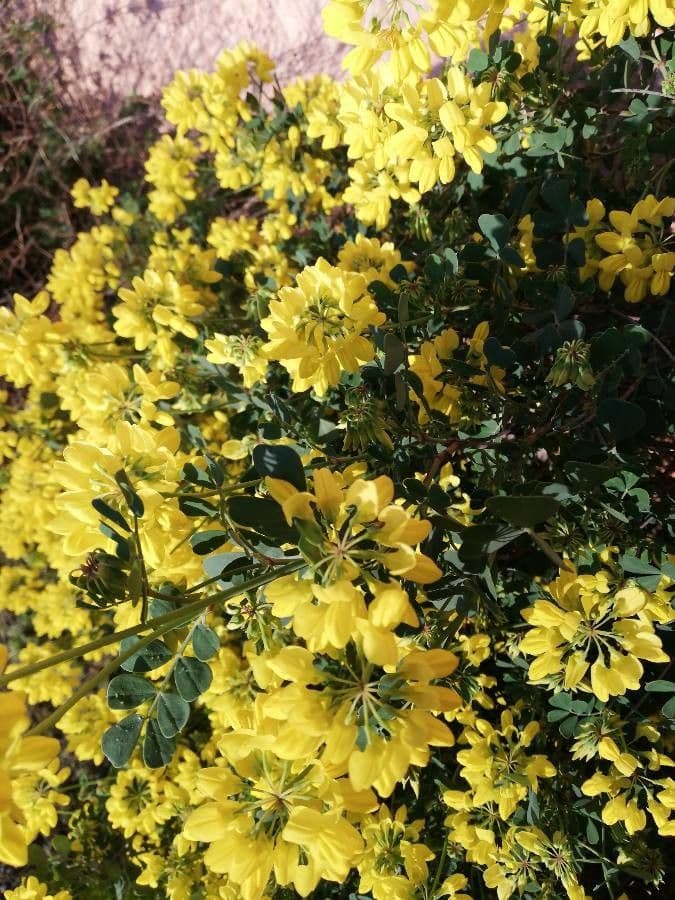 Coronilla coronata 6