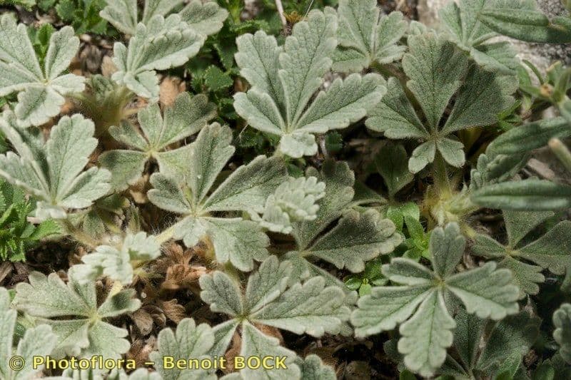 Potentilla 17