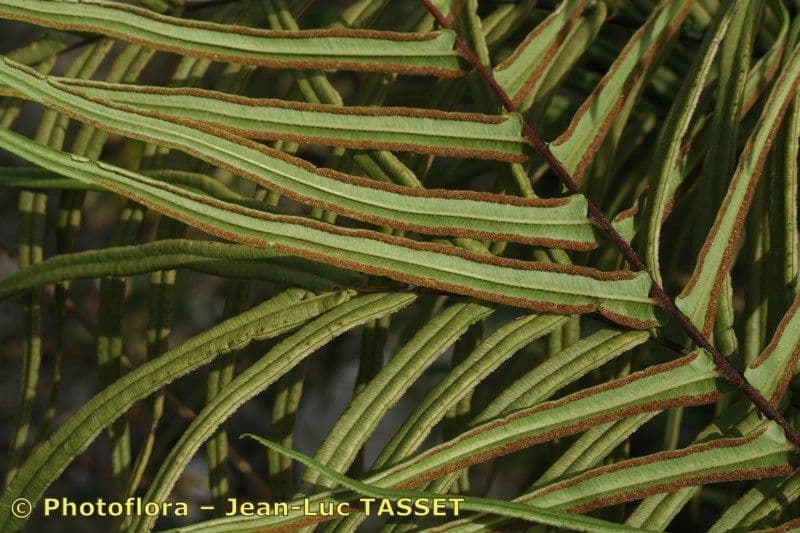 Pteris vittata 17