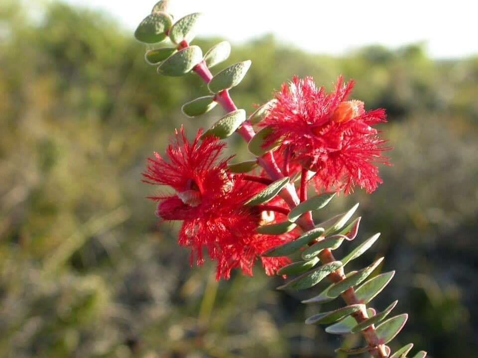 Verticordia 5