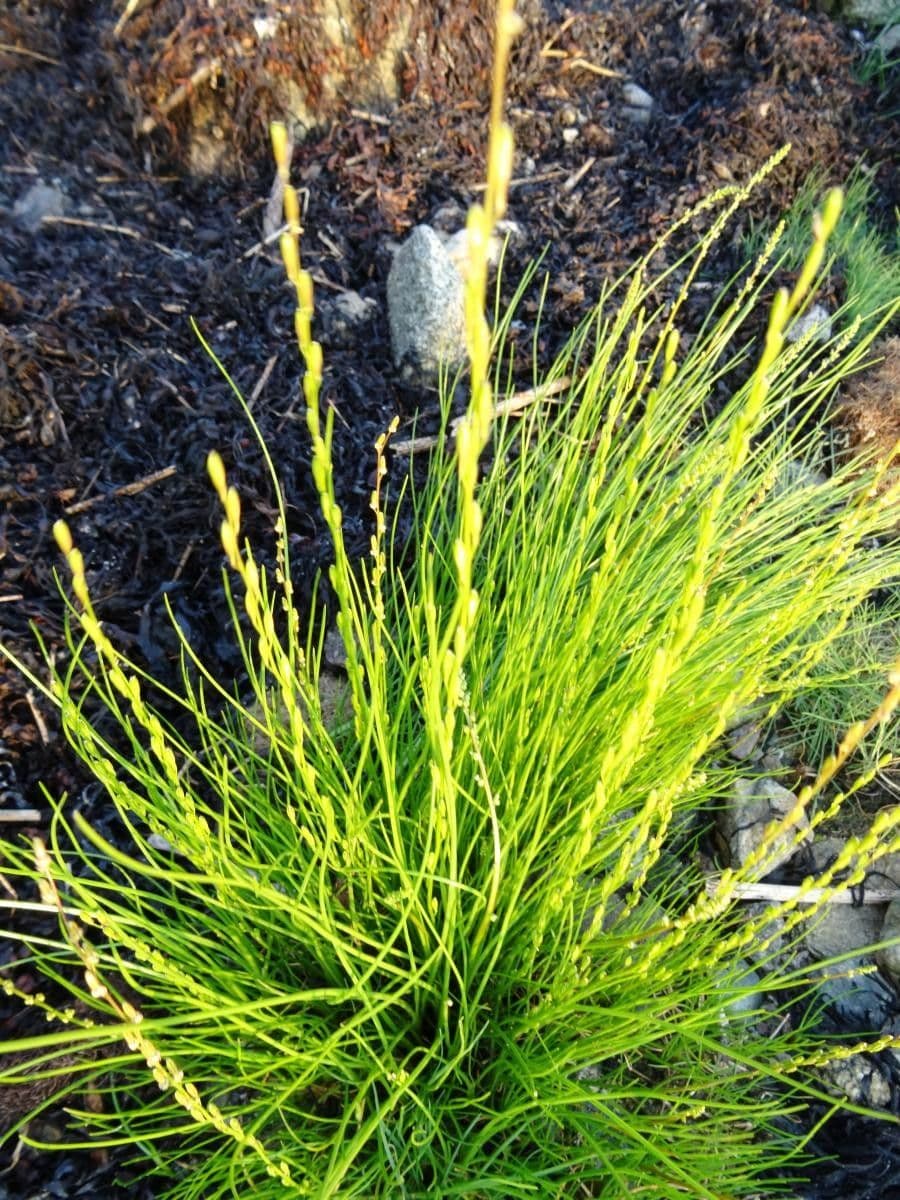 Giuncastrello palustre 15