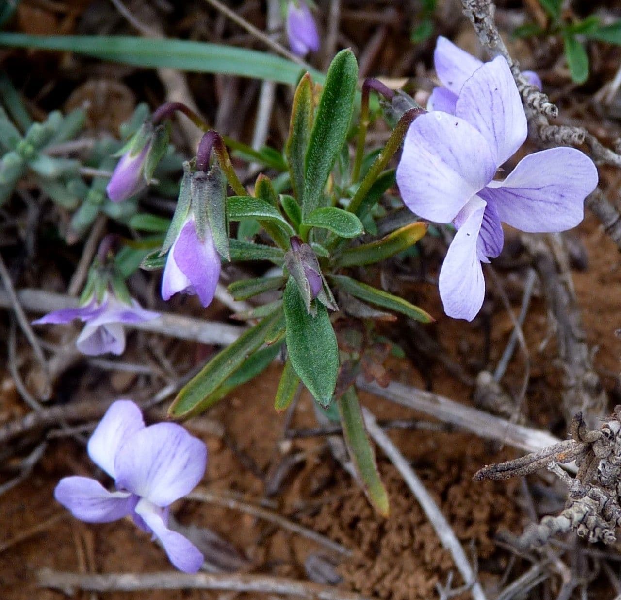 Violette arborescente 12