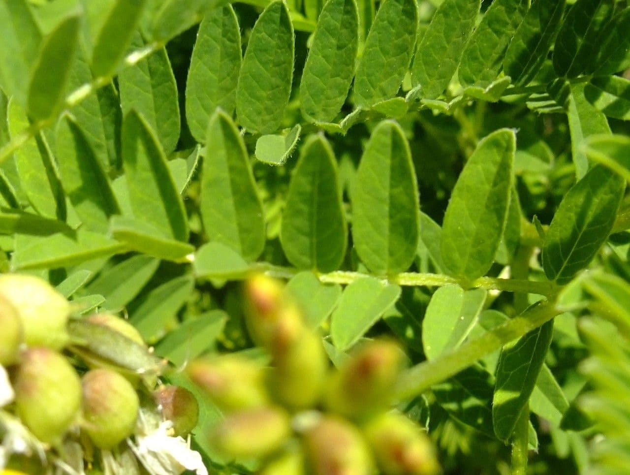 Astragalus penduliflorus 18