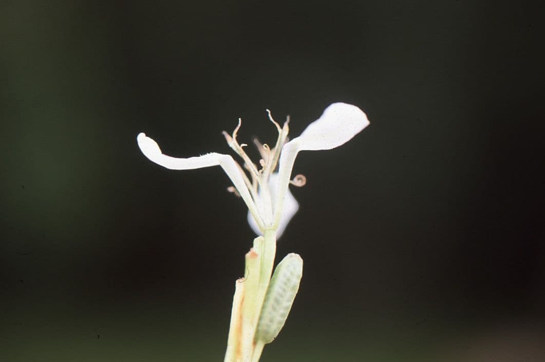 Moraea 5