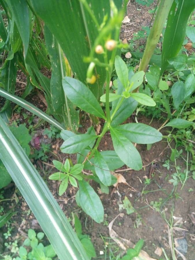 Talinum paniculatum 19