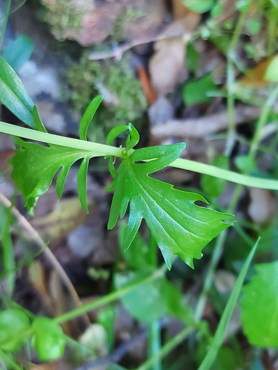 Valeriana trifogliata 20