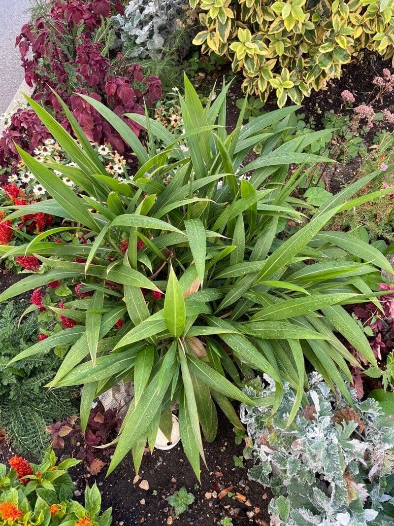 Setaria palmata 6