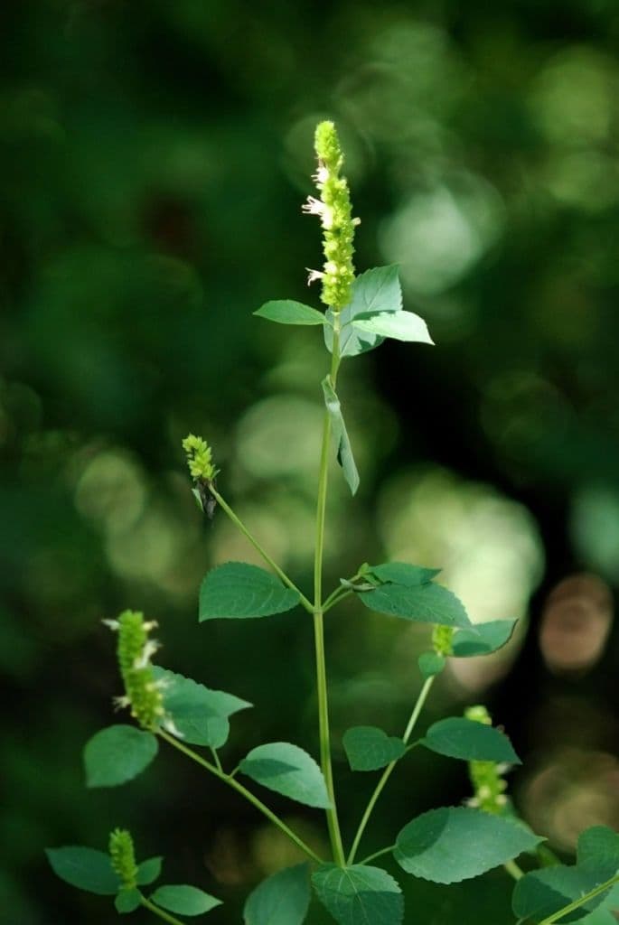 Agastache nepentoide 8
