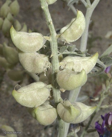 Astragalo maculato 4