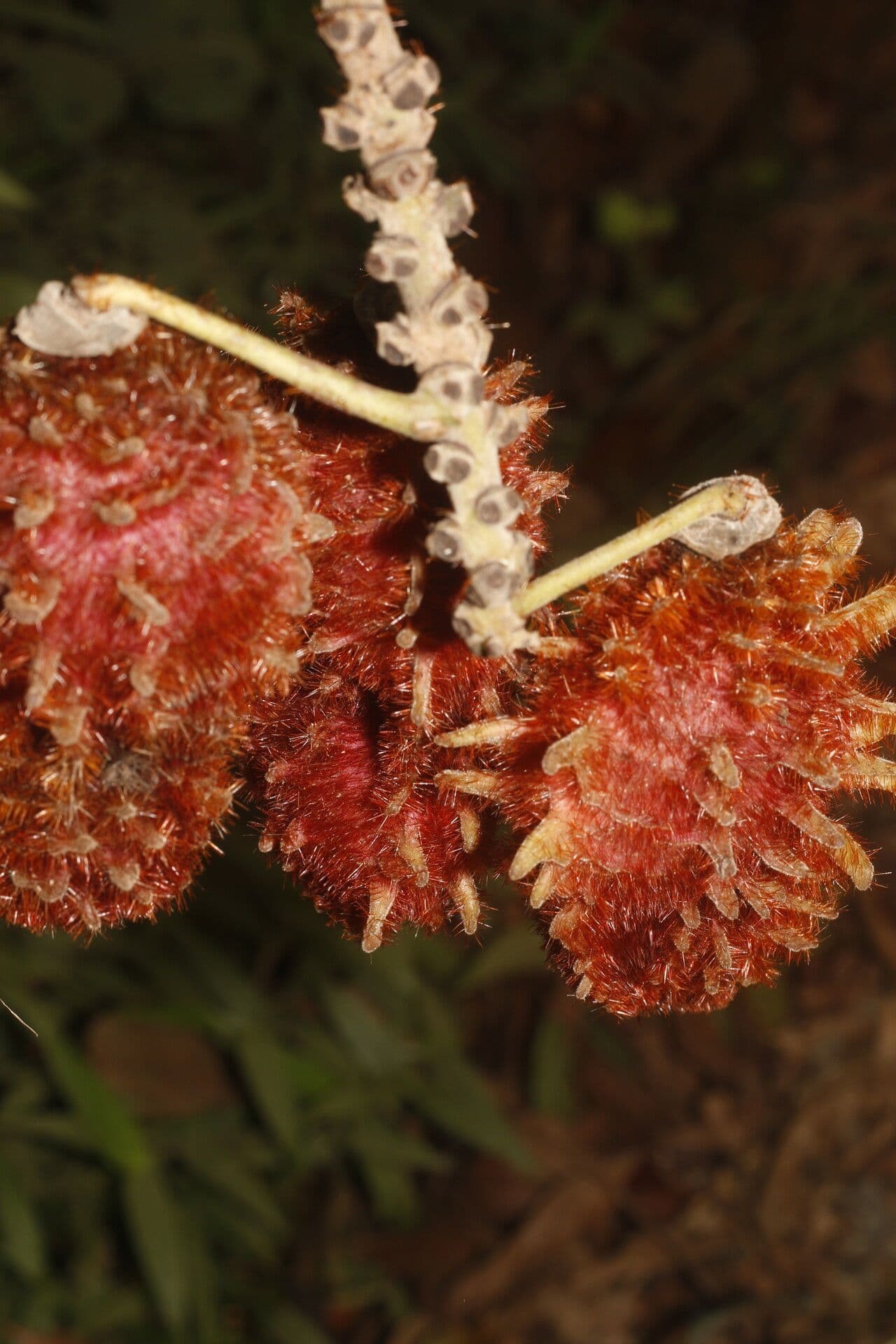 Mucuna 5