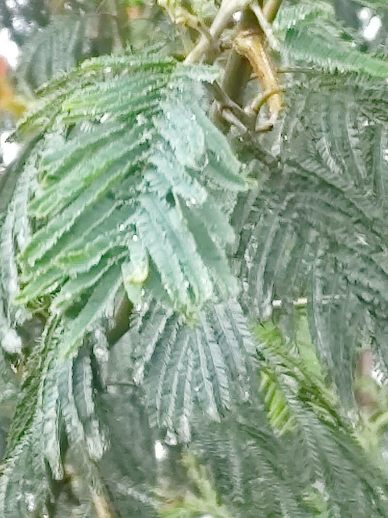 Grüne Wattle 13