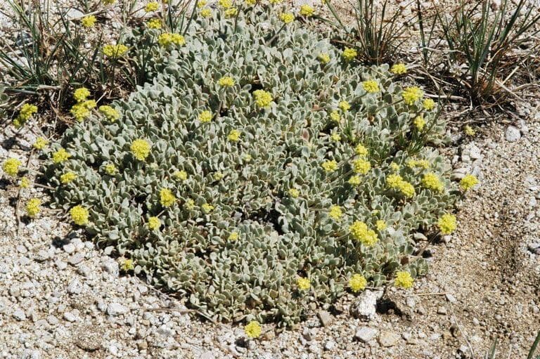 Eriogonum 5