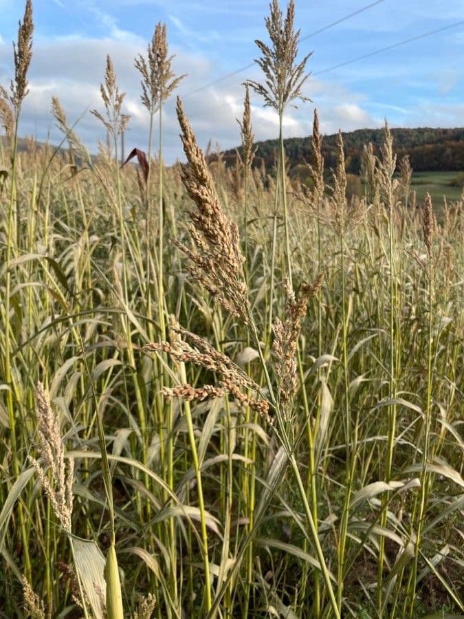 Sorgo 5