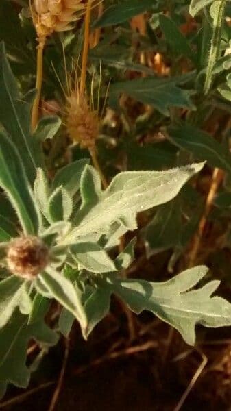 Centaurea collina 18