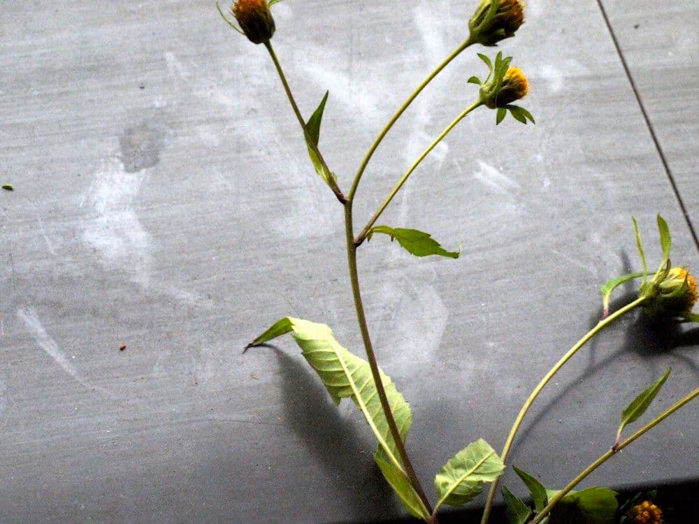 Bidens radiata 24
