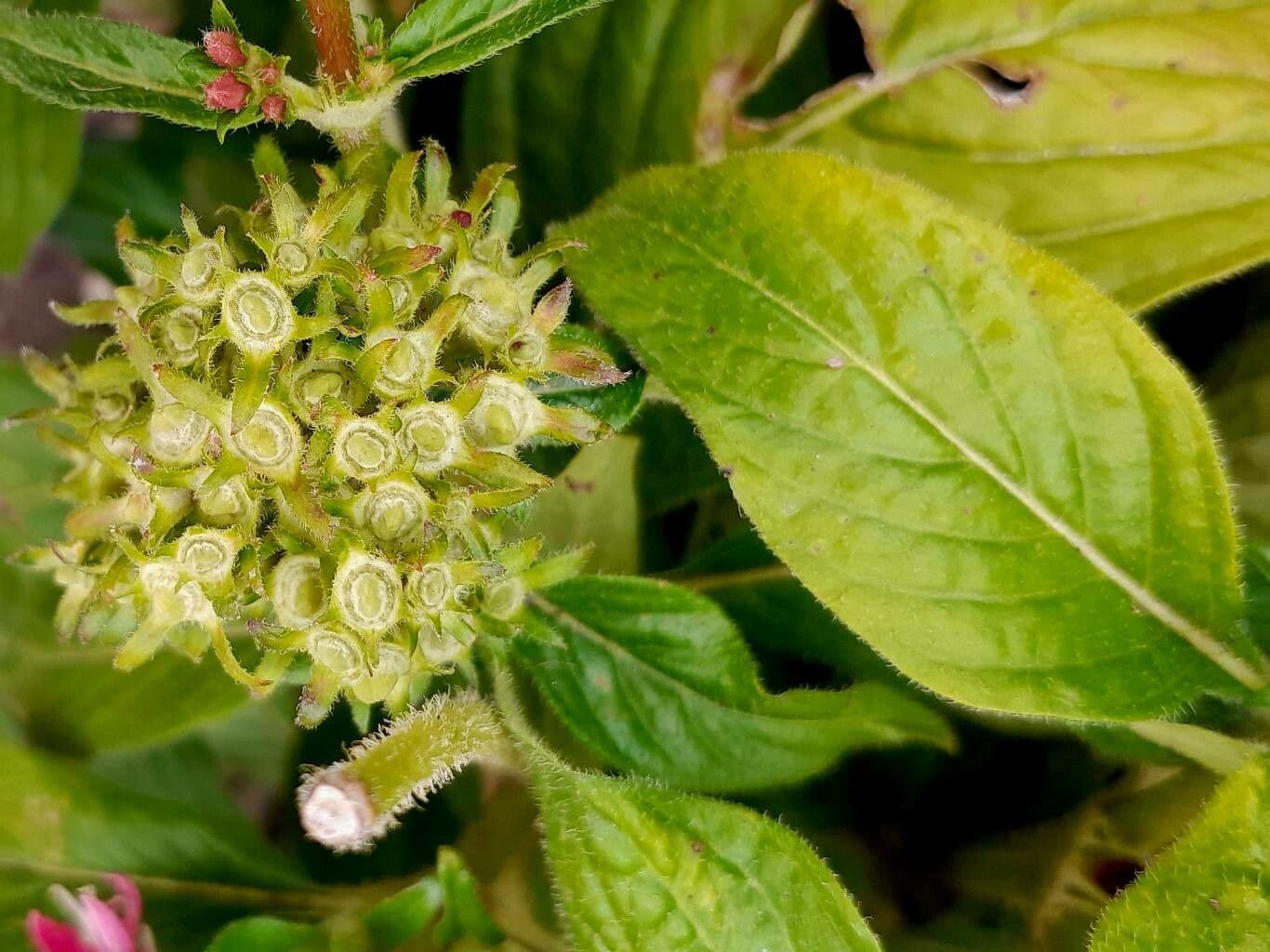 Pentas
