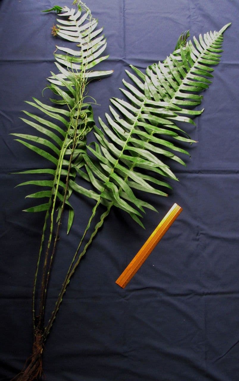 Blechnum 6