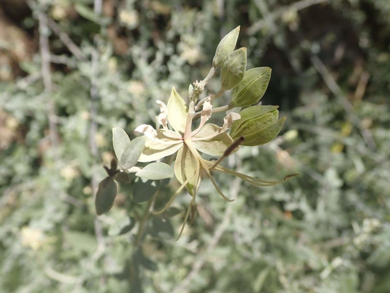Cadaba farinosa 16