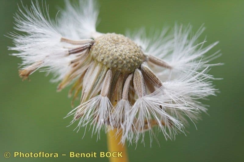 Senecio