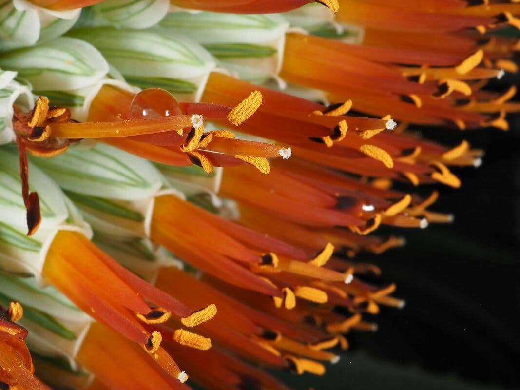 Aloe