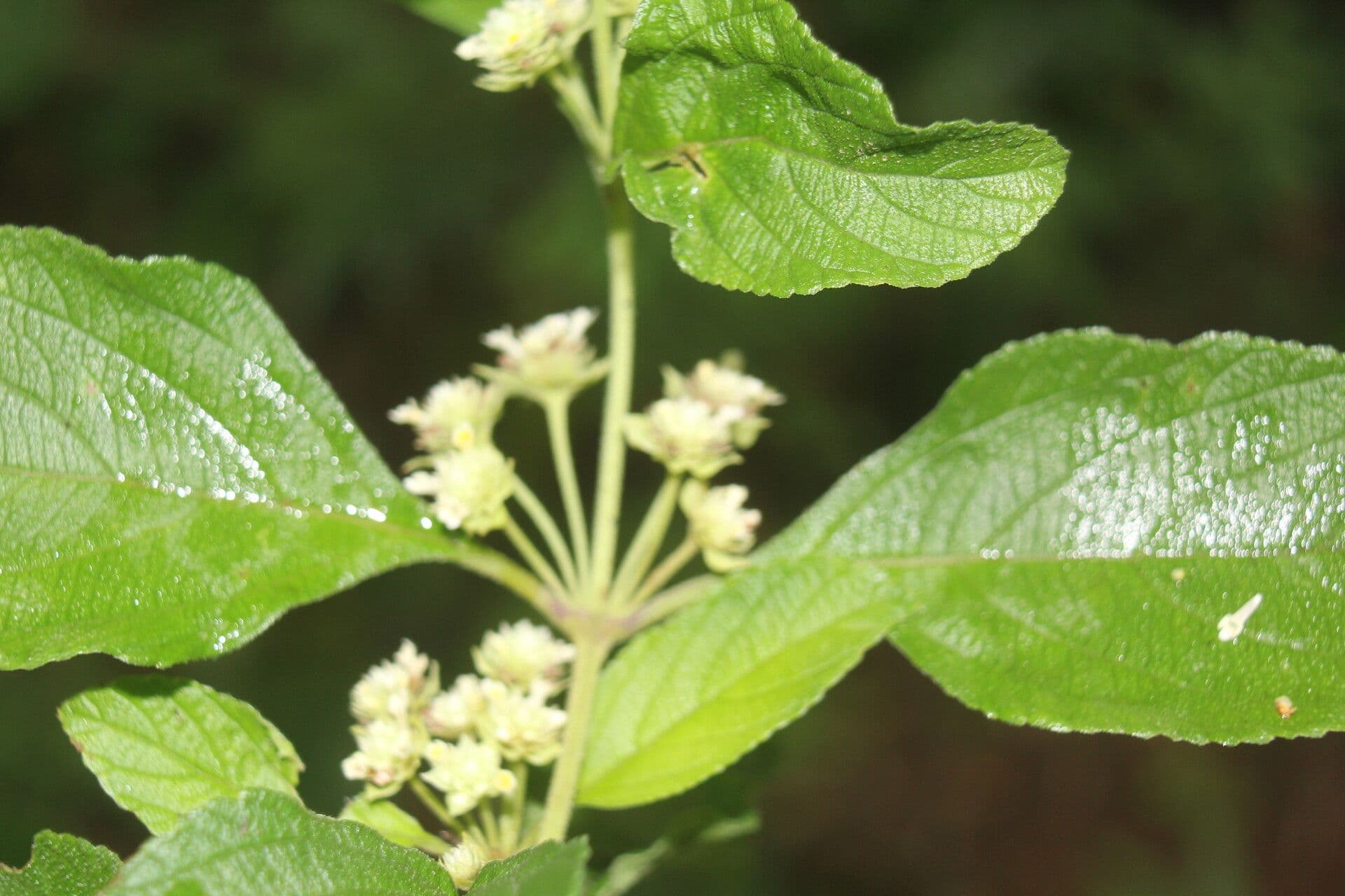 Lippia 17